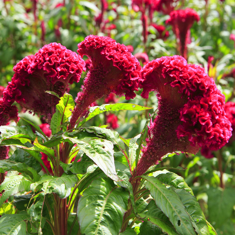 四季播种花草种子 凤尾冠状穗状扇状鸡冠花种子 庭院花园盆栽植物