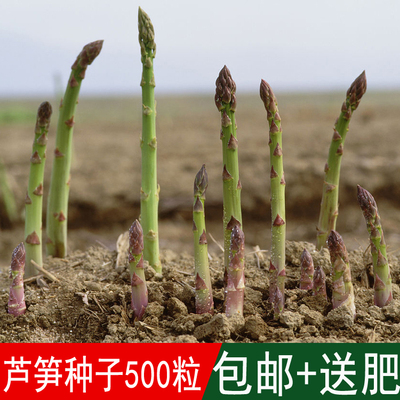 溢芳种业出售熟菜籽芦笋种子南荻笋露笋学名石刁柏多年生开花植物