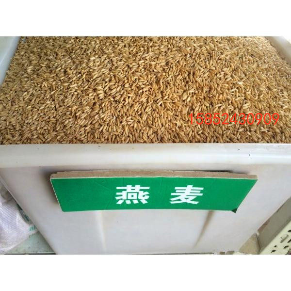 燕麦种子墨西哥玉米草种子黑麦草家庭园艺种子