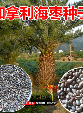 加拿利海枣种子长叶刺葵加拿利刺葵槟榔竹景观绿化树木种子抗冻树