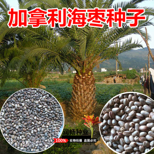 加拿利海枣种子长叶刺葵加拿利刺葵槟榔竹景观绿化树木种子抗冻树