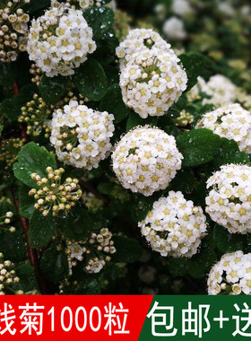 绣线菊种子抗旱抗寒花卉景观易播易种绿植庭院花海珍珠梅种籽包邮