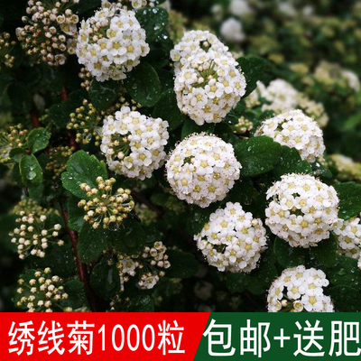绣线菊种子抗旱抗寒花卉景观易播易种绿植庭院花海珍珠梅种籽包邮
