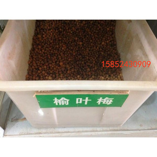 榆叶梅种子 新采小桃红榆叶鸾枝种子 绿化林木苗木树种子包邮