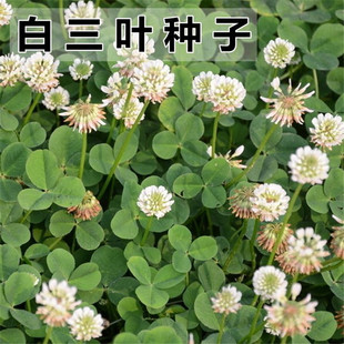 白三叶草种子草籽红三叶草种子进口四季青草坪种子牧草种子花种子