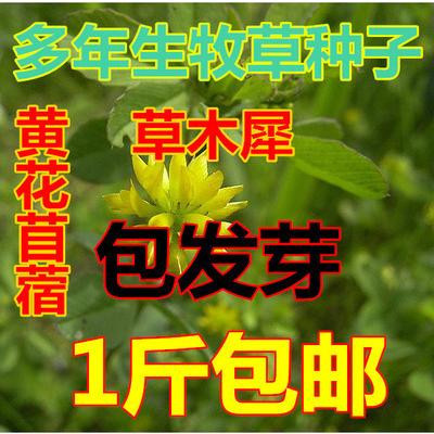 优质牧草种子高纯度 黄花苜蓿种子 草木犀 樨种子 耐旱耐寒耐贫瘠