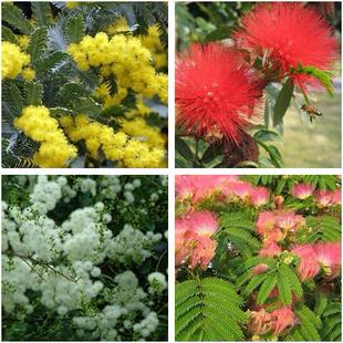 红花合欢种子 粉红合欢籽山合欢绒花树种子 银合欢种子金合欢种子