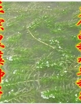 水草种子/水花生/水葫芦/轮叶黑藻/伊乐藻/苦草/菹草/狐尾藻/金鱼