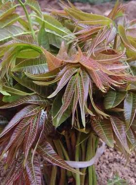 香椿种子芽苗菜红椿树红香椿香椿树盆栽四季播红油香椿种籽包邮