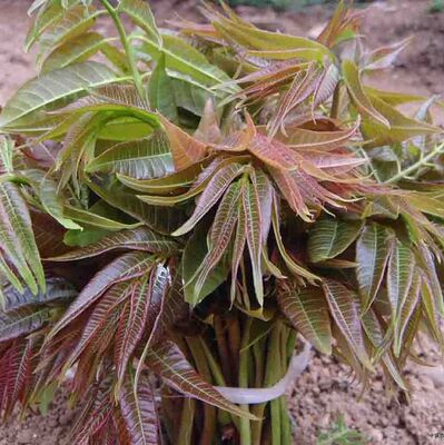 香椿种子芽苗菜红椿树红香椿香椿树盆栽四季播红油香椿种籽包邮