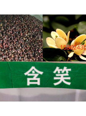 含笑树种子 深山含笑种子又名含笑花种子 乐昌含笑种子 含笑种子