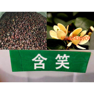 含笑树种子 深山含笑种子又名含笑花种子 乐昌含笑种子 含笑种子