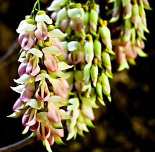 爬藤攀藤植物/常绿油麻藤花苗/禾雀花苗/金黄花油麻藤苗紫藤树苗