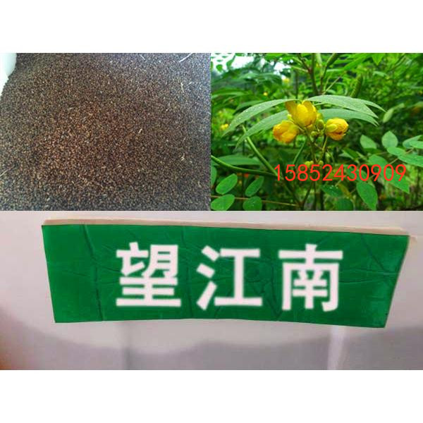望江南种子 野扁豆 狗屎豆 羊角豆 黎茶 药材蛇灭门 具有驱蛇解毒