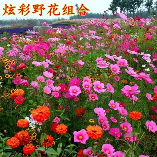 野花组合种子四季播种易成活南北方种植阳台庭院波斯菊花种子包邮