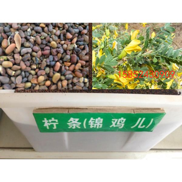 柠条种子 绿化灌木种子 量大优惠 专业林木种子 护坡种子品质保证