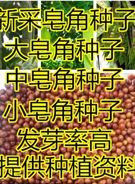 新采皂角种子大皂角中皂角刺树苗的种子篱笆围栏皂荚皂角米小皂角