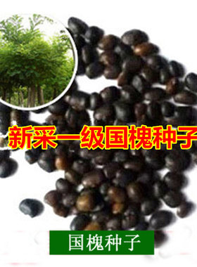 新采速生国槐种子刺槐树种籽龙抓槐黄花槐红花槐工程绿化林木种子