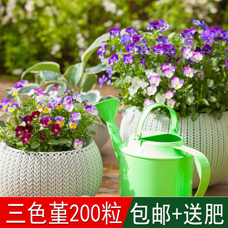 多年生盆栽观赏花卉植物花海草籽三色堇种子猫儿脸蝴蝶花阳蝶花