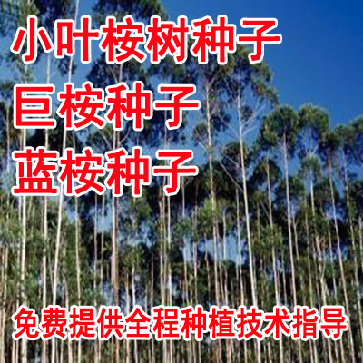 新采桉树种子 速生桉树种子 巨桉树 小叶桉树种子 公园行道树包邮