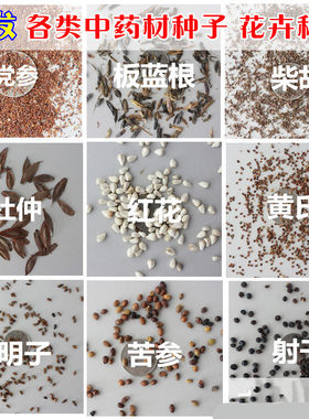中药材种子板蓝根桔梗党参黄芩柴胡白术黄芪红花射干大黄丹参种子