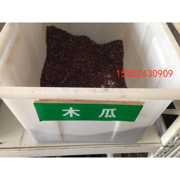 木瓜树种子 新采木瓜种子 光皮木瓜种子皱皮木瓜种子 包邮