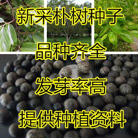 新采小叶朴树种子 大叶朴树 沙朴净种子 珊瑚朴 红皮朴树籽包邮