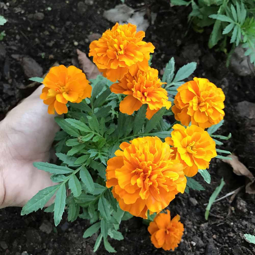 孔雀草种子花草种子春播花卉盆栽景观工程园林植物花海苗易播种