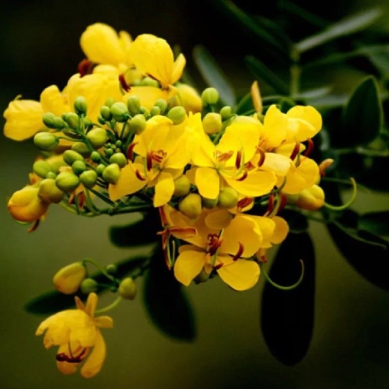 四季决明子种子野生食用药材决翅荚决明阳台盆栽阳台菜种子