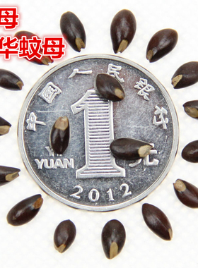 大叶蚊母种子 水浆柯子中华蚊母种子 小叶蚊母蚊子树种子包邮