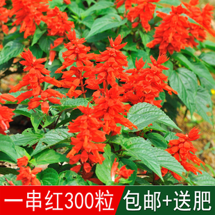 新品 春冬季庭院易活一串红种子矮串串红四季播易种耐寒花卉种子