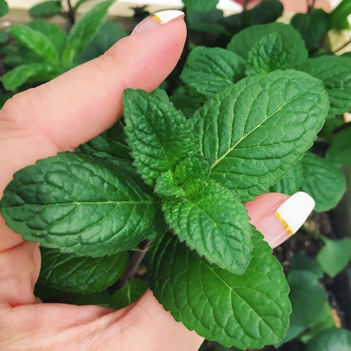 1000粒驱蚊食用柠檬猫薄荷种子阳台室内盆栽四季播花草种子