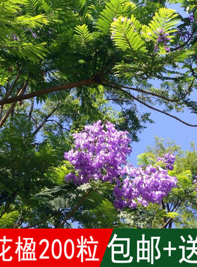 工程景观亚热带植物蓝花楹种子蓝雾树含羞草叶子巴西紫葳紫云木