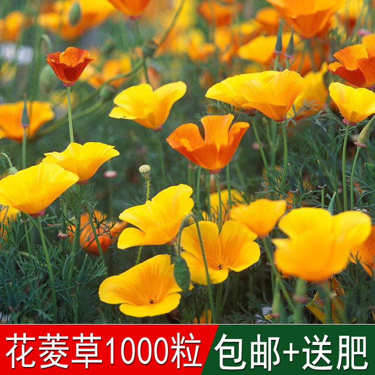 庭院黄色花卉花海专用草籽花菱草种子金英花人参花洋丽春四季可播