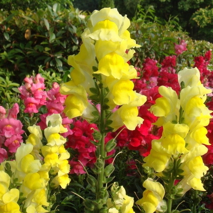 花种子金鱼草种子狮子花草四季阳台盆栽景观绿化花海种子草花种子