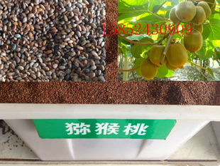 新采猕猴桃种子 猕猴桃果树种子 红心猕猴桃 徐香 黄金猕猴桃种子