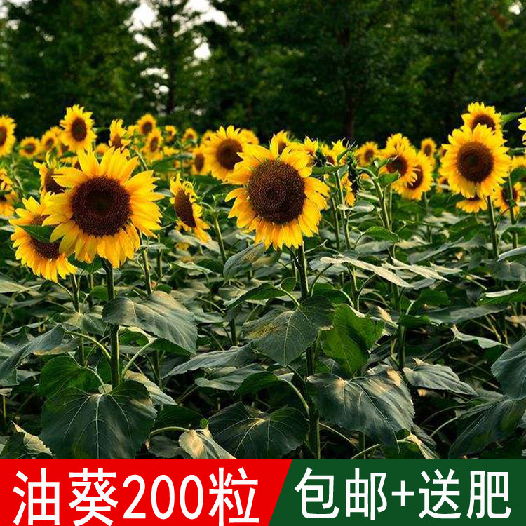 溢芳种业出售花海专用葵花籽向日葵油葵种子榨油观赏四季可播