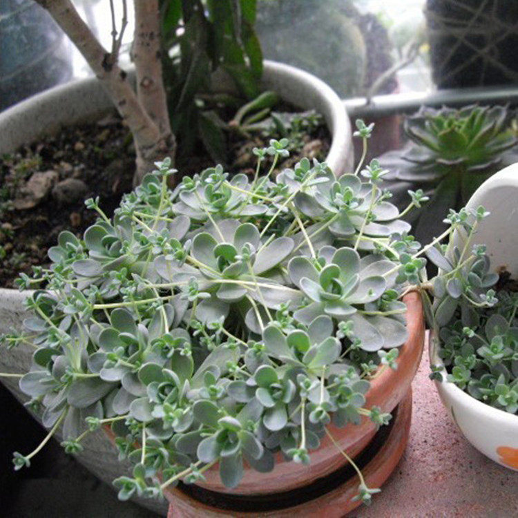 大棚基地直供子持莲华多肉植物