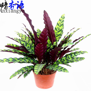 基地山茶花苗含笑米兰孔雀竹芋杜鹃花栀子花茉莉花万年青竹柏盆栽
