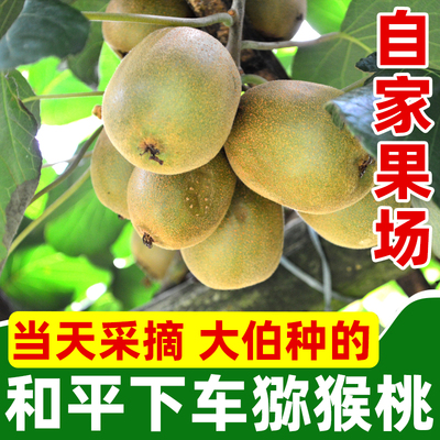 广东和平特产徐香猕猴桃10斤装