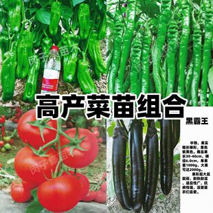搭配菜苗组合辣椒苗番茄苗茄子苗圣女果苗家庭院阳台蔬菜种子种苗