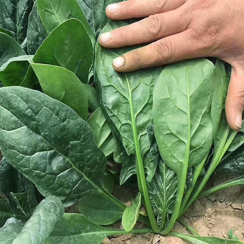蔬菜耐热高产基地菠菜种子包邮