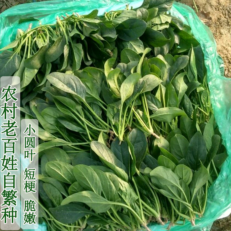 农家小叶菠菜种孑红根土大叶种子