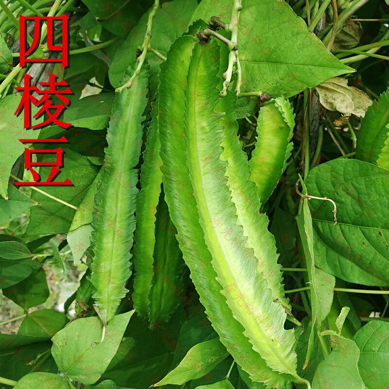 四季海南四棱豆种子四角豆皇帝豆香龙豆菜豆豇豆豆角包邮