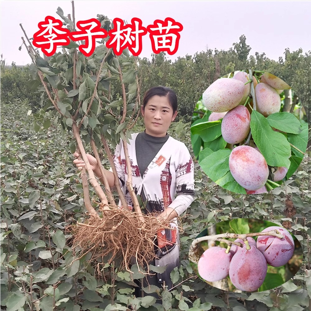 李子树苗新品种特大超甜大果嫁接西梅李子树南北方种植脱骨脆红李
