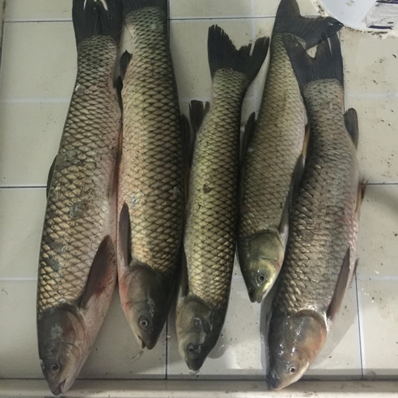 草鱼狂口钓鱼小药黑坑皖鱼饵料诱食剂野钓草根小箹打窝料垂钓配方