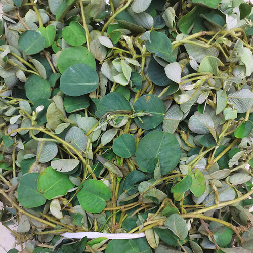 广金钱草新鲜大叶金钱草排酸