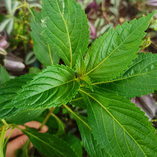 溪黄草新鲜山羊面熊胆草正宗溪沟草血风黄汁草中草药500g干品另售