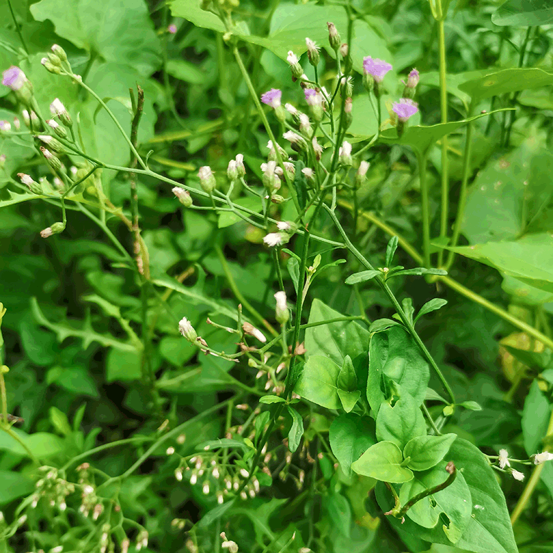 消山虎正宗新鲜潮汕天然深山肖山虎现采搜山虎一枝香紫花地丁枝香