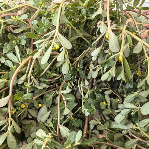 潮汕新鲜马齿苋冰袋保鲜天然红花老鼠耳马齿菜五行菜长命菜蚂蚁菜